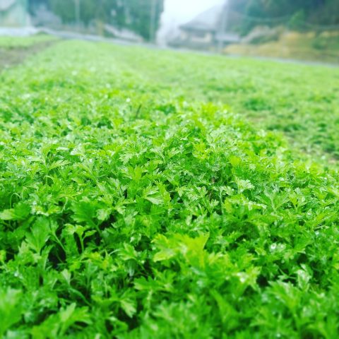 【IoT × 農業】鳥取 若桜よもぎファームの取組み